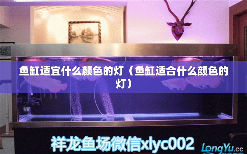 魚缸適宜什么顏色的燈（魚缸適合什么顏色的燈）