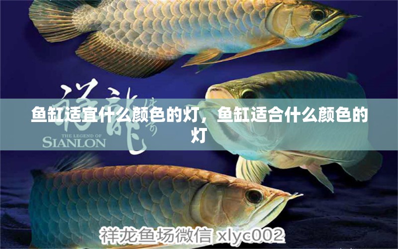 魚缸適宜什么顏色的燈，魚缸適合什么顏色的燈