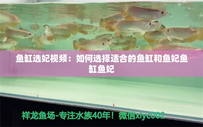 魚缸選妃視頻：如何選擇適合的魚缸和魚妃魚缸魚妃 一眉道人魚