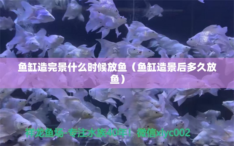 魚缸造完景什么時候放魚（魚缸造景后多久放魚）