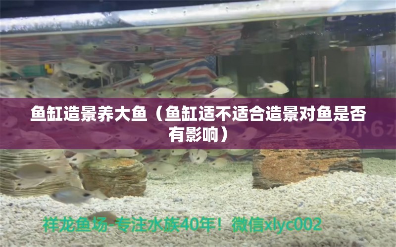 魚缸造景養(yǎng)大魚（魚缸適不適合造景對魚是否有影響） 龍鳳鯉魚