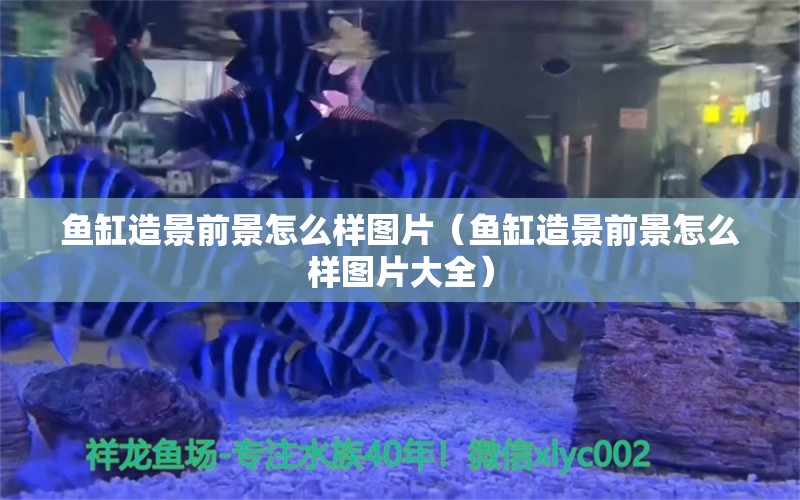 魚(yú)缸造景前景怎么樣圖片（魚(yú)缸造景前景怎么樣圖片大全）