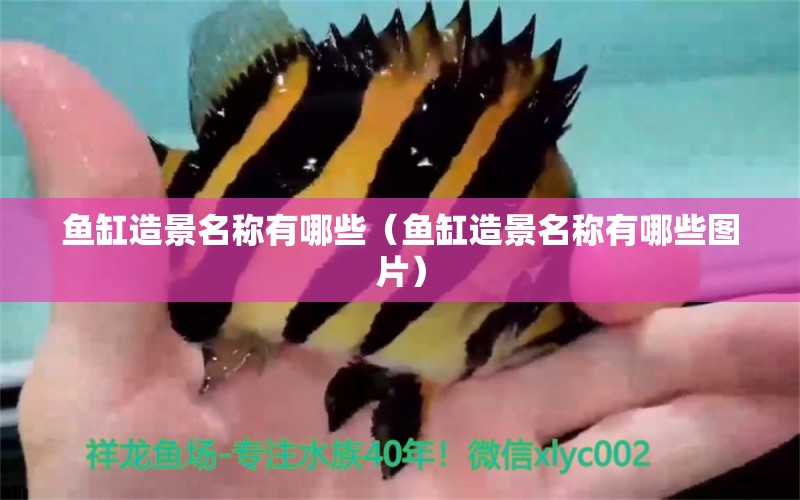 魚缸造景名稱有哪些（魚缸造景名稱有哪些圖片） 祥龍水族醫(yī)院