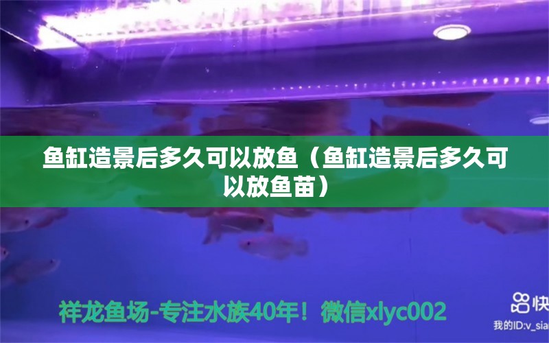 魚缸造景后多久可以放魚（魚缸造景后多久可以放魚苗）