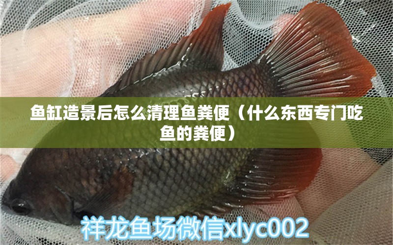 魚缸造景后怎么清理魚糞便（什么東西專門吃魚的糞便） 祥龍水族醫(yī)院