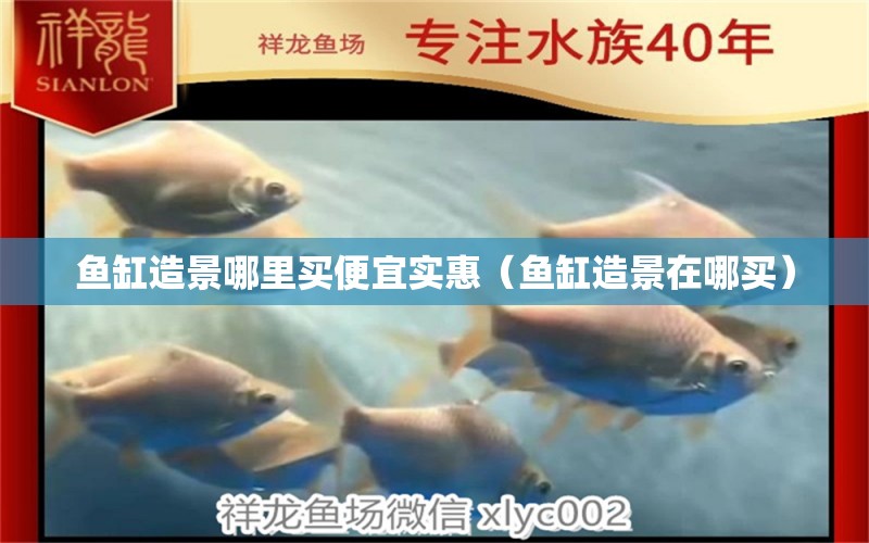 魚(yú)缸造景哪里買(mǎi)便宜實(shí)惠（魚(yú)缸造景在哪買(mǎi)） 紅眼黃化幽靈火箭魚(yú)|皇家火箭魚(yú)