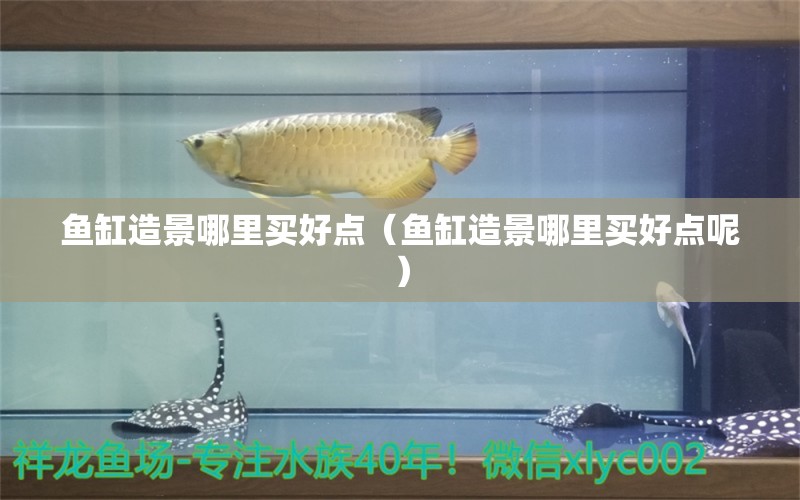 魚缸造景哪里買好點(diǎn)（魚缸造景哪里買好點(diǎn)呢） 祥龍赫舞紅龍魚