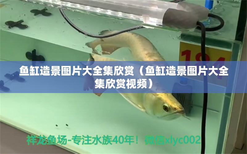 魚缸造景圖片大全集欣賞（魚缸造景圖片大全集欣賞視頻）