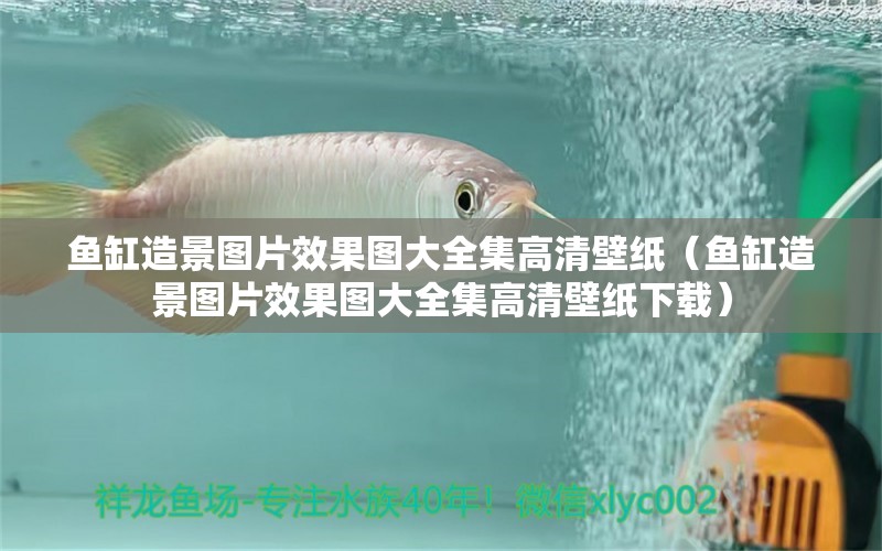 魚缸造景圖片效果圖大全集高清壁紙（魚缸造景圖片效果圖大全集高清壁紙下載） 觀賞魚市場（混養(yǎng)魚）