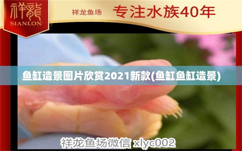 魚缸造景圖片欣賞2021新款(魚缸魚缸造景)