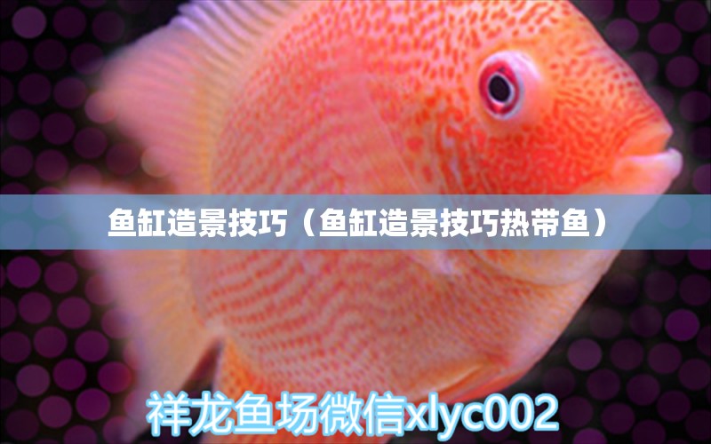 魚缸造景技巧（魚缸造景技巧熱帶魚）