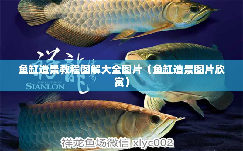 魚缸造景教程圖解大全圖片（魚缸造景圖片欣賞） 龍魚專用燈