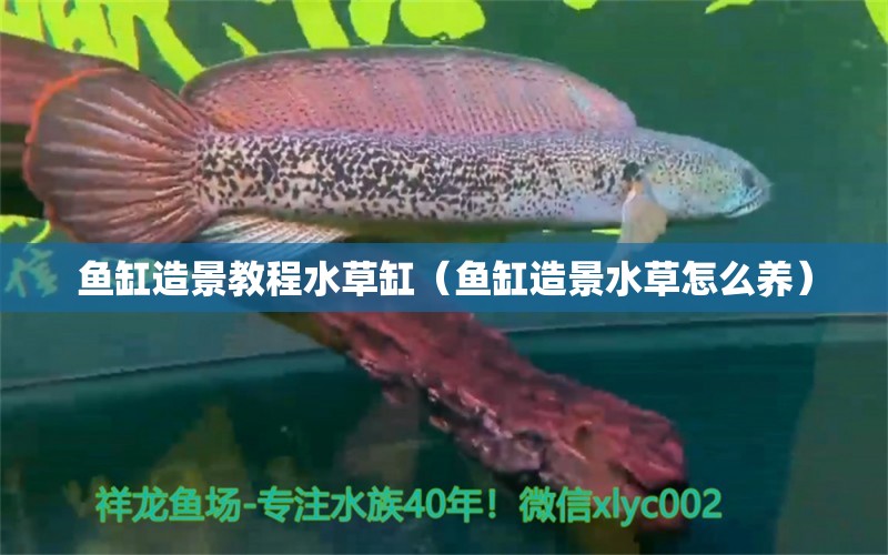 魚缸造景教程水草缸（魚缸造景水草怎么養(yǎng)） 水草