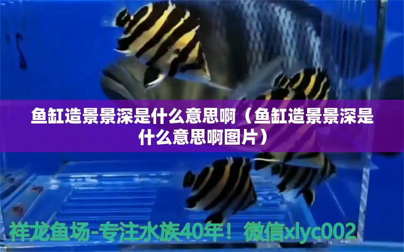 魚(yú)缸造景景深是什么意思?。~(yú)缸造景景深是什么意思啊圖片） 虎斑恐龍魚(yú)