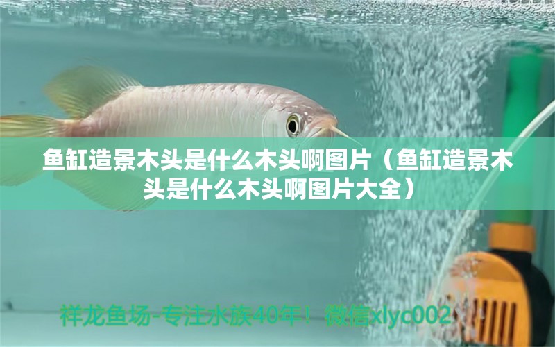 魚缸造景木頭是什么木頭啊圖片（魚缸造景木頭是什么木頭啊圖片大全）