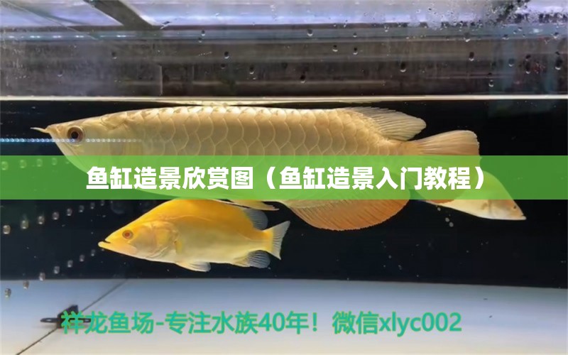 魚缸造景欣賞圖（魚缸造景入門教程） 黃金眼鏡蛇雷龍魚