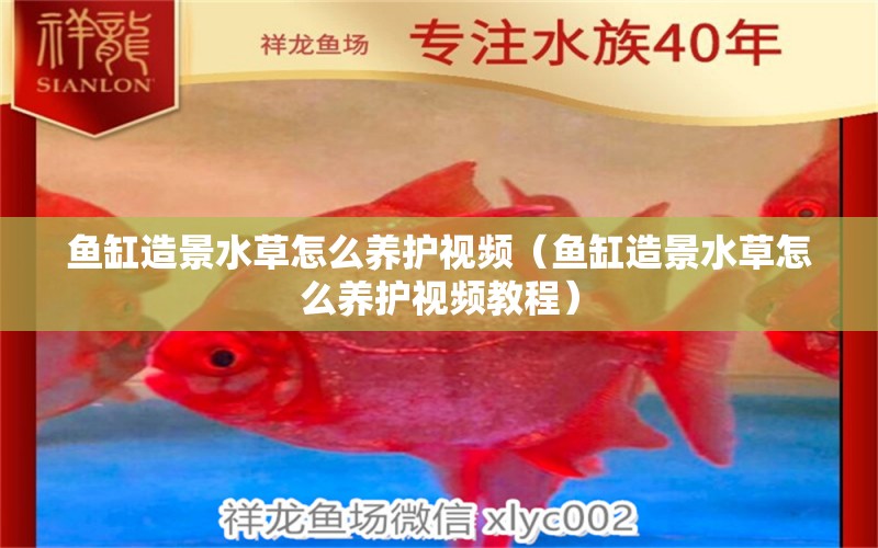 魚缸造景水草怎么養(yǎng)護視頻（魚缸造景水草怎么養(yǎng)護視頻教程）