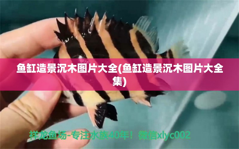 魚缸造景沉木圖片大全(魚缸造景沉木圖片大全集) 祥龍傳奇品牌魚缸 第1張