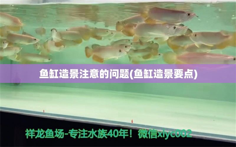 魚缸造景注意的問題(魚缸造景要點) 新加坡號半紅龍魚（練手級紅龍魚）