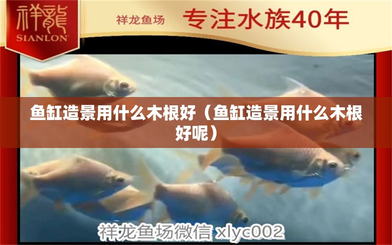 魚(yú)缸造景用什么木根好（魚(yú)缸造景用什么木根好呢） 其他品牌魚(yú)缸