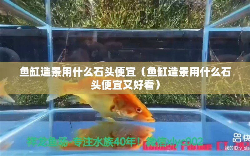 魚缸造景用什么石頭便宜（魚缸造景用什么石頭便宜又好看） 祥龍水族醫(yī)院