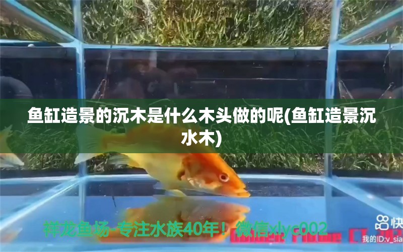 魚缸造景的沉木是什么木頭做的呢(魚缸造景沉水木) 黑影道人魚 第1張