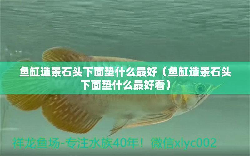 魚缸造景石頭下面墊什么最好（魚缸造景石頭下面墊什么最好看）