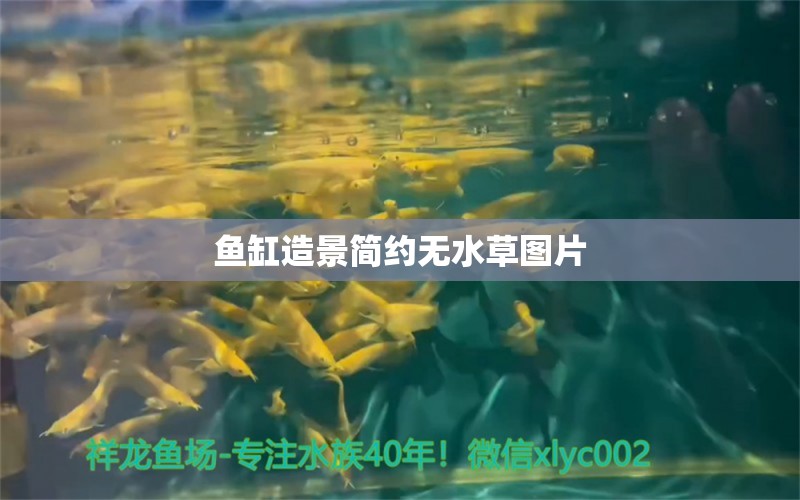 魚缸造景簡(jiǎn)約無(wú)水草圖片 水草