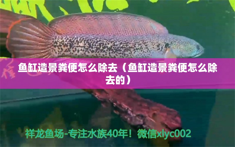 魚(yú)缸造景糞便怎么除去（魚(yú)缸造景糞便怎么除去的） 可麗愛(ài)魚(yú)缸