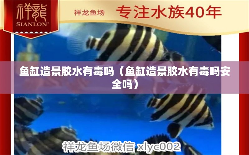 魚缸造景膠水有毒嗎（魚缸造景膠水有毒嗎安全嗎） 祥龍水族醫(yī)院