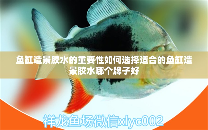 魚缸造景膠水的重要性如何選擇適合的魚缸造景膠水哪個(gè)牌子好 魚糧魚藥