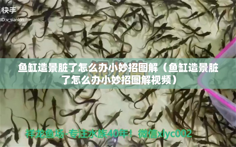 魚缸造景臟了怎么辦小妙招圖解（魚缸造景臟了怎么辦小妙招圖解視頻） 虎斑恐龍魚