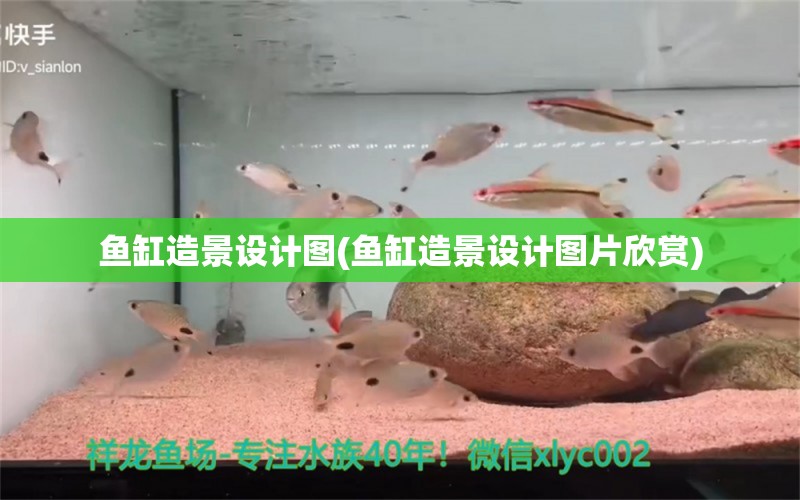 魚(yú)缸造景設(shè)計(jì)圖(魚(yú)缸造景設(shè)計(jì)圖片欣賞) 斑馬鴨嘴魚(yú)苗