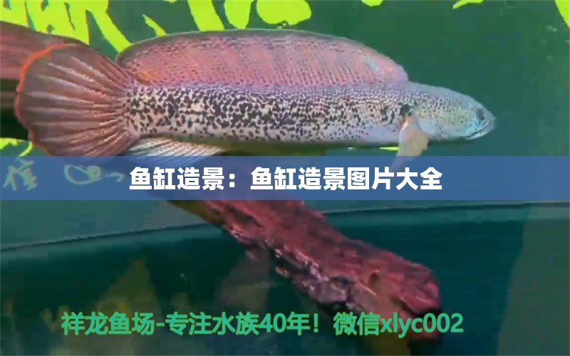 魚(yú)缸造景：魚(yú)缸造景圖片大全