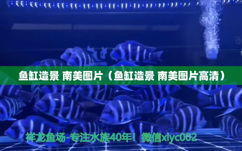 魚缸造景 南美圖片（魚缸造景 南美圖片高清） 量子養(yǎng)魚技術(shù)