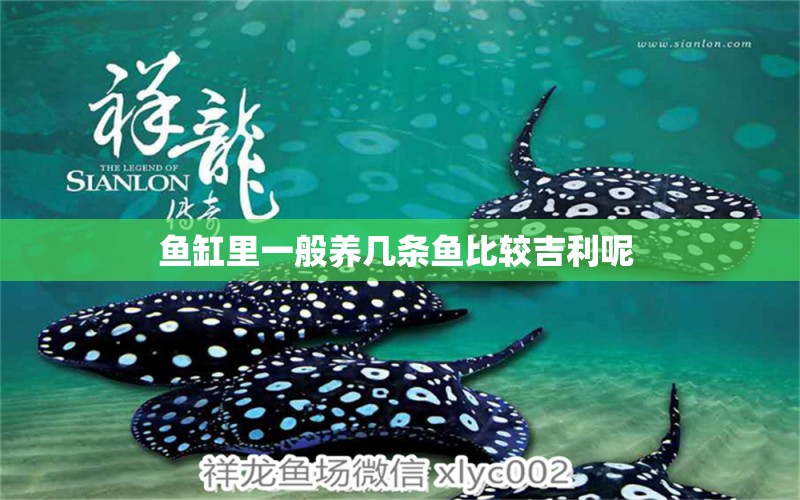 魚缸里一般養(yǎng)幾條魚比較吉利呢 