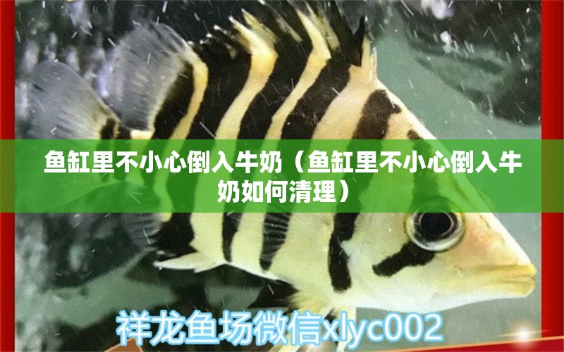 魚缸里不小心倒入牛奶（魚缸里不小心倒入牛奶如何清理）