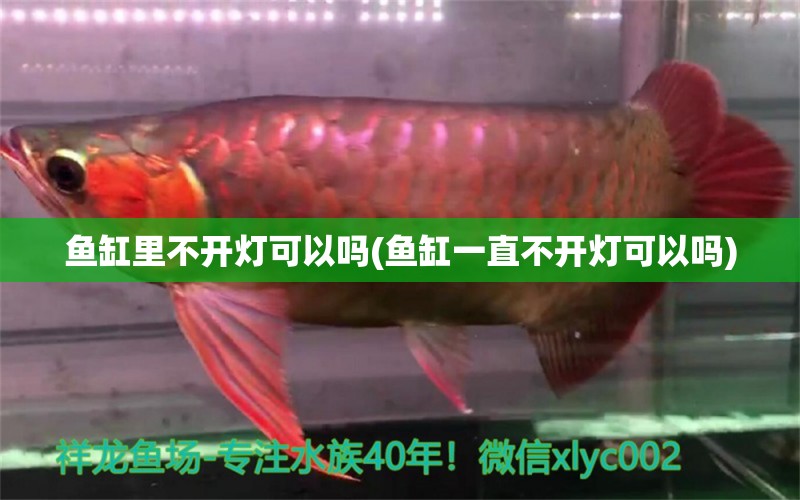 魚缸里不開燈可以嗎(魚缸一直不開燈可以嗎) 魚缸清潔用具