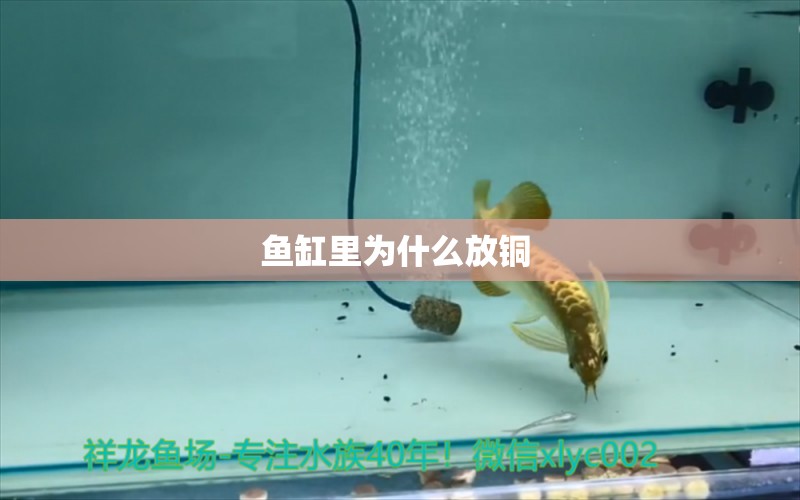 魚(yú)缸里為什么放銅  麥肯斯銀版魚(yú)