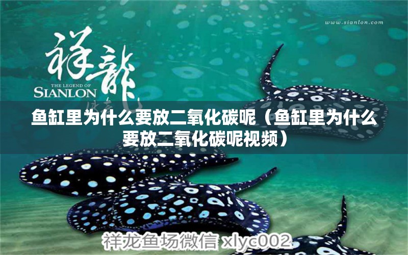 魚缸里為什么要放二氧化碳呢（魚缸里為什么要放二氧化碳呢視頻）