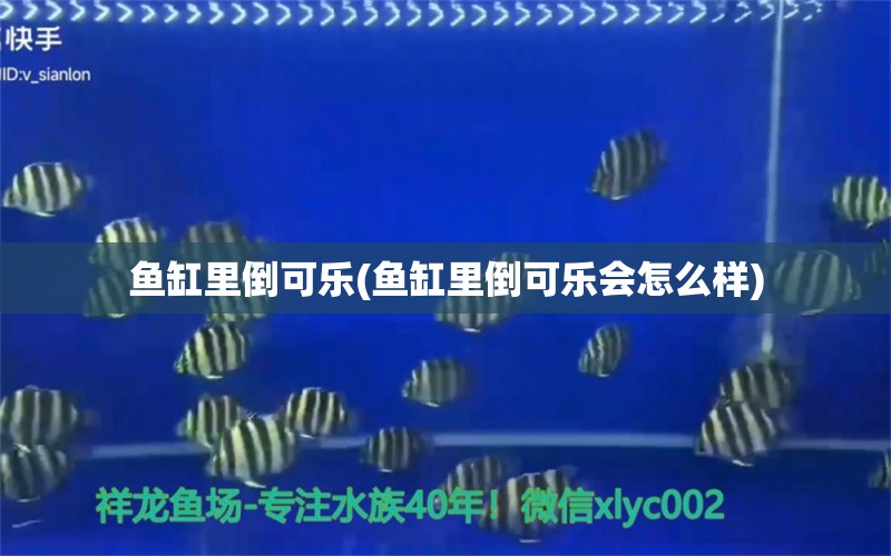 魚缸里倒可樂(魚缸里倒可樂會怎么樣) 噴點菠蘿魚