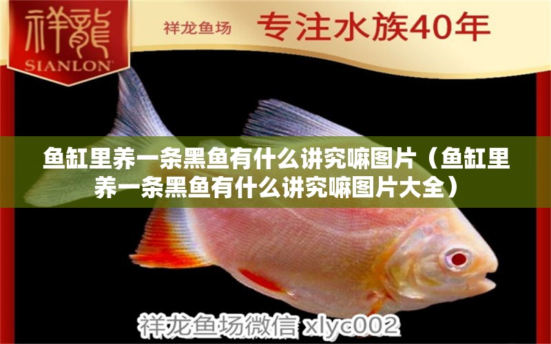 魚缸里養(yǎng)一條黑魚有什么講究嘛圖片（魚缸里養(yǎng)一條黑魚有什么講究嘛圖片大全） 觀賞魚市場（混養(yǎng)魚）