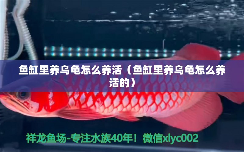 魚(yú)缸里養(yǎng)烏龜怎么養(yǎng)活（魚(yú)缸里養(yǎng)烏龜怎么養(yǎng)活的） 烏龜