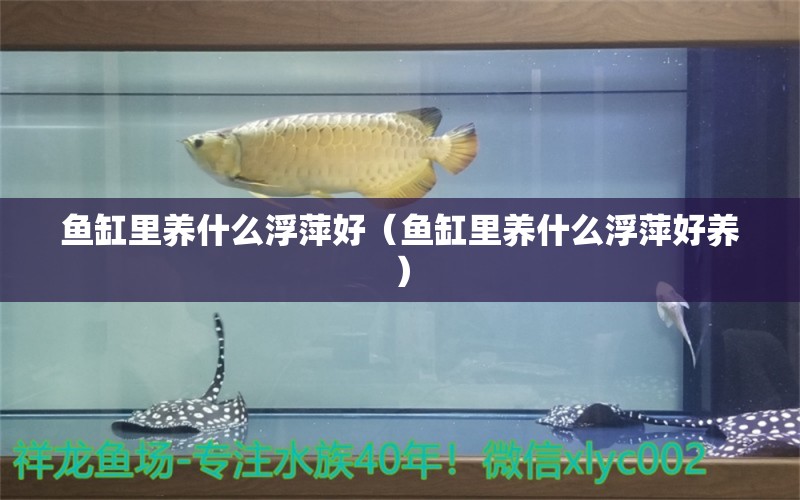 魚(yú)缸里養(yǎng)什么浮萍好（魚(yú)缸里養(yǎng)什么浮萍好養(yǎng)） 龍魚(yú)批發(fā)