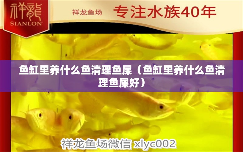 魚缸里養(yǎng)什么魚清理魚屎（魚缸里養(yǎng)什么魚清理魚屎好） 星點(diǎn)金龍魚