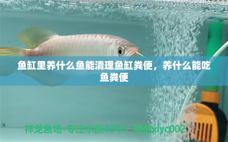 魚缸里養(yǎng)什么魚能清理魚缸糞便，養(yǎng)什么能吃魚糞便 觀賞魚