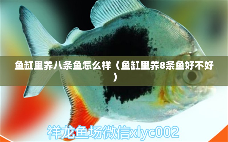 魚缸里養(yǎng)八條魚怎么樣（魚缸里養(yǎng)8條魚好不好）