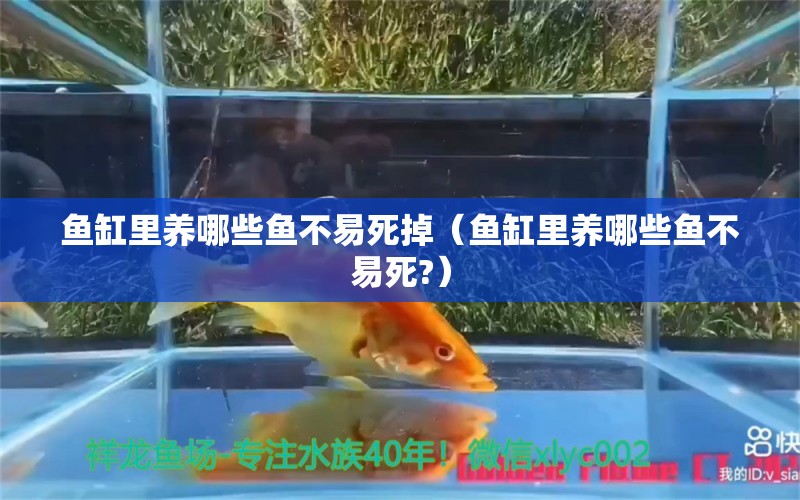 魚(yú)缸里養(yǎng)哪些魚(yú)不易死掉（魚(yú)缸里養(yǎng)哪些魚(yú)不易死?） 狗仔（招財(cái)貓)魚(yú)苗