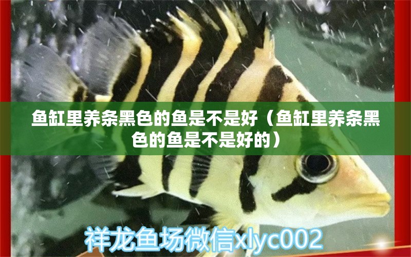 魚缸里養(yǎng)條黑色的魚是不是好（魚缸里養(yǎng)條黑色的魚是不是好的） 巴西亞魚苗