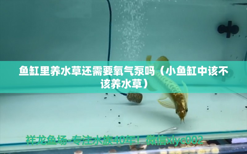 魚缸里養(yǎng)水草還需要氧氣泵嗎（小魚缸中該不該養(yǎng)水草） 水草